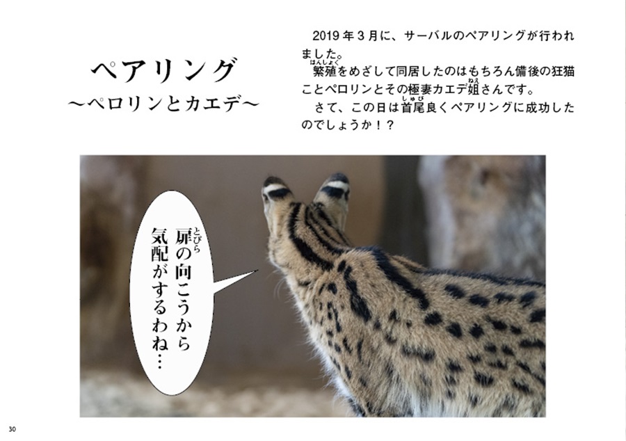 福山市立動物園のサーバルじゃけ 房総旅団 の通販 購入はメロンブックス メロンブックス